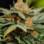 Biker Kush