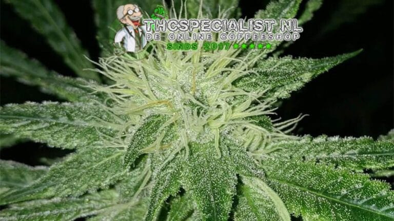amnesia haze strain