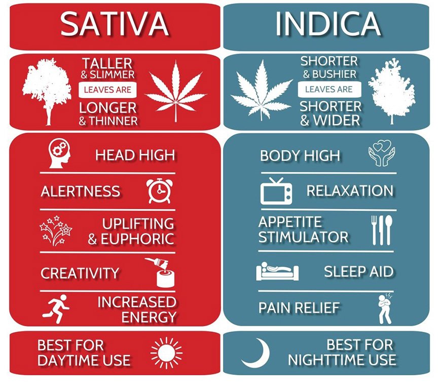 Was ist der Unterschied zwischen Indica und Sativa?