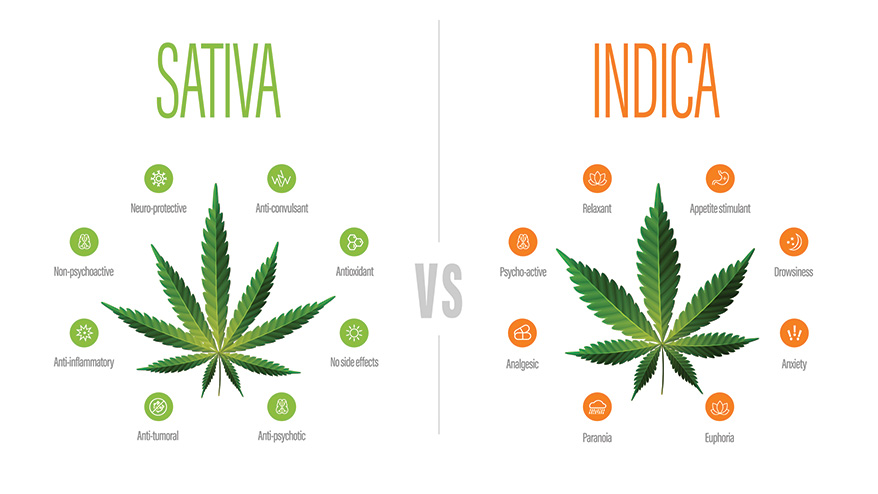 ¿Cuál es la diferencia entre Indica y Sativa?