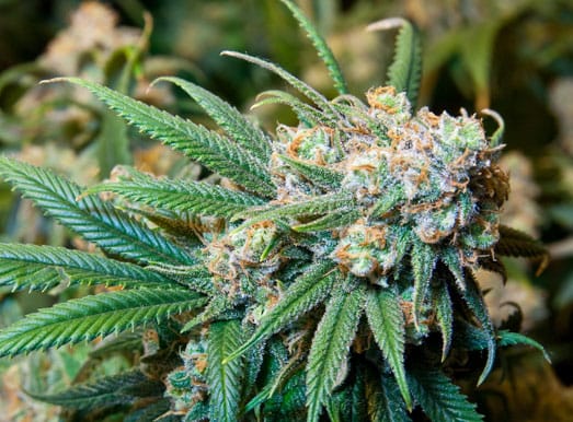 Wat Is Speciaal Aan De Lemon Haze Soort?