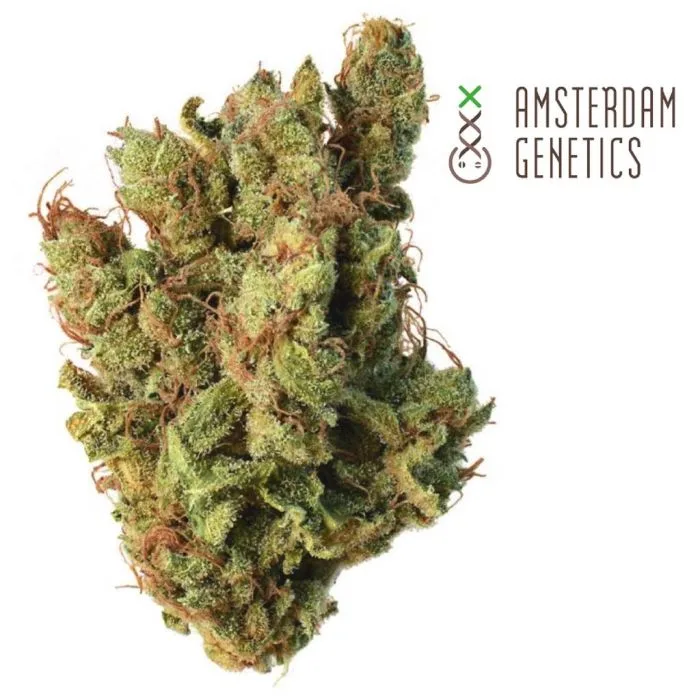 Wat Maakt Super Silver Haze Een Populaire Keuze?