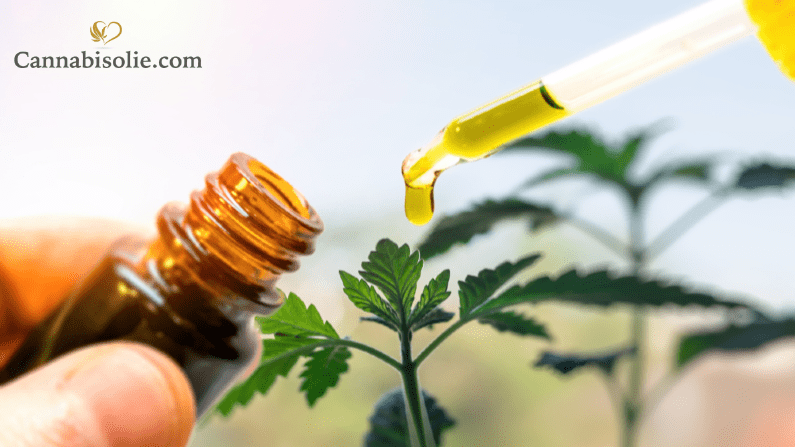 Are There Different Types of Weed Oil Available?