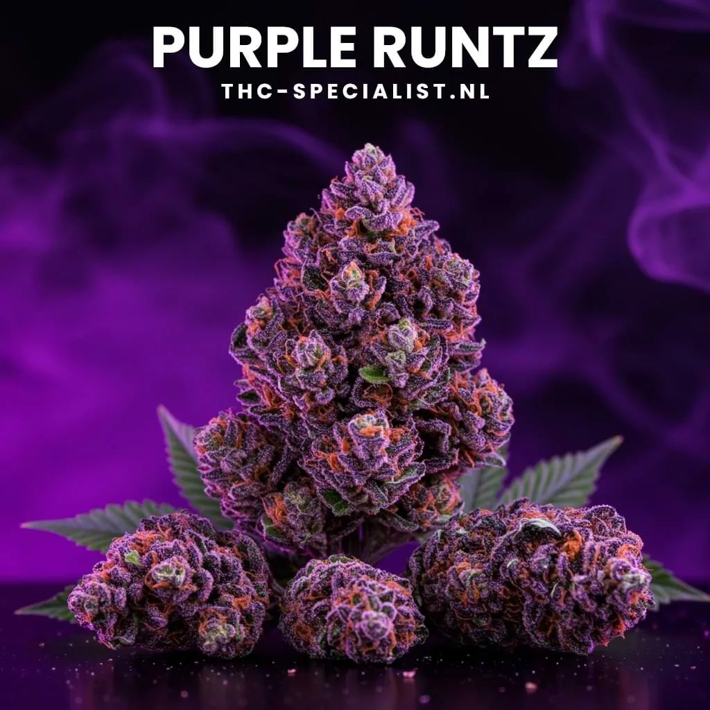 Purple-Runtz-Wiet