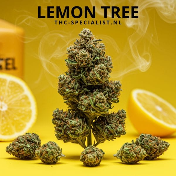 Hierba Limonera - Híbrido cítrico con 20-25% de THC