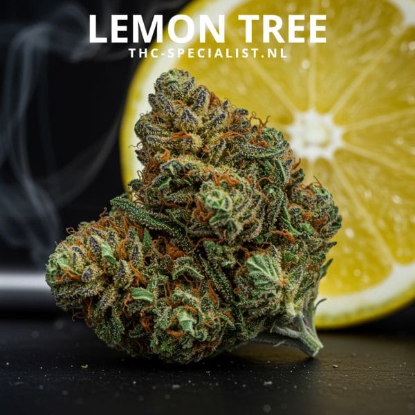Lemon Tree Wiet – Citrus Hybride met 20-25% THC - Afbeelding 2