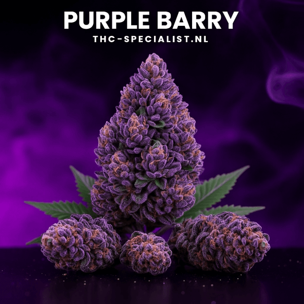 Purple Barry