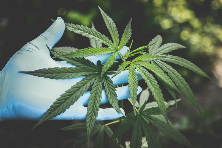 Cannabiswetgeving